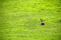 5272593-a-small-rabbit-in-a-field-of-grass