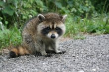 curious_raccoon_baby__by_eegaas-d4i0sm8