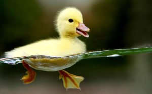 free-widescreen-animals-duckling_100458
