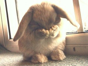 embarrassed-bunny
