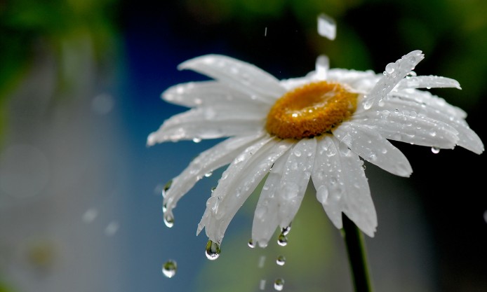 http://www.magic4walls.com/wp-content/uploads/2015/10/water-drops-on-a-white-daisy-after-the-rain-close-up-photo-694x417.jpg
