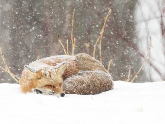 https://imgc.allpostersimages.com/img/print/posters/brenda-johnson-red-fox-sleeping-in-snow-in-maryland_a-G-13907520-14258387.jpg